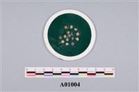 藏品(口蓋蟲類(模))的圖片